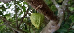 Annona muricata