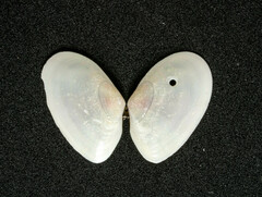 Ameritella agilis