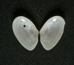 Ameritella agilis
