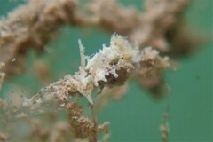 Okenia zoobotryon