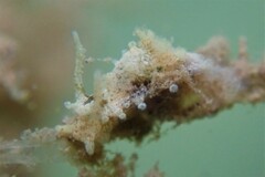 Okenia zoobotryon