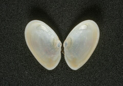 Ameritella agilis