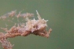 Okenia zoobotryon