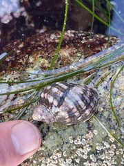 Ocenebrinae