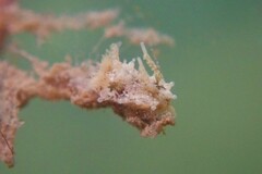 Okenia zoobotryon