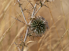 Echinops adenocaulos