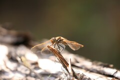 Sympetrum madidum