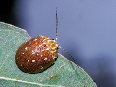 Paropsis geographica