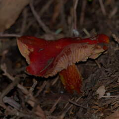 Hygrocybe laetissima