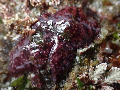 Botryllus schlosseri