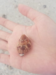 Fasciolaria