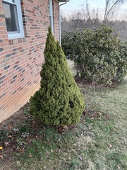 Chamaecyparis obtusa