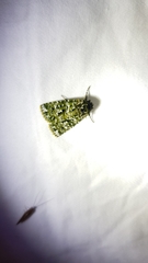 Thalatha bryochlora