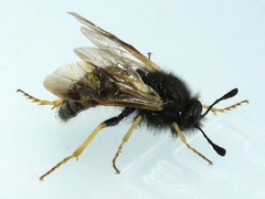 Cimbicidae
