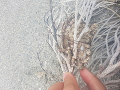 Pteria colymbus