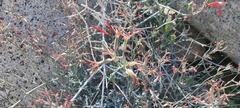 Lyrocarpa coulteri