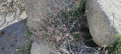 Lyrocarpa coulteri