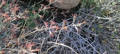 Lyrocarpa coulteri