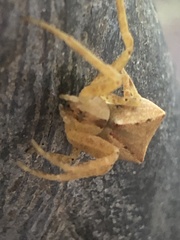 Sidymella