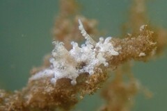Okenia zoobotryon