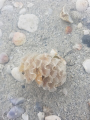 Fasciolaria