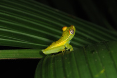 Boana rufitela