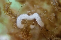 Okenia zoobotryon