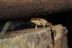 Diasporus diastema