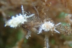 Okenia zoobotryon