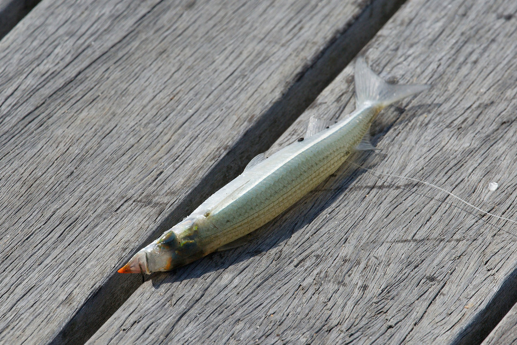 Arrhamphus