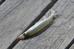 Northern Snub-Nosed Garfish photo 3