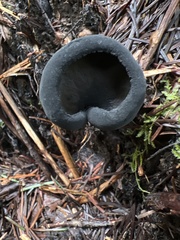 Urnula