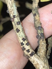 Paratachardina pseudolobata