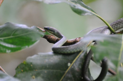 Chironius flavopictus