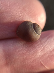 Littorininae