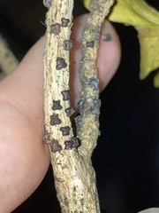 Paratachardina pseudolobata