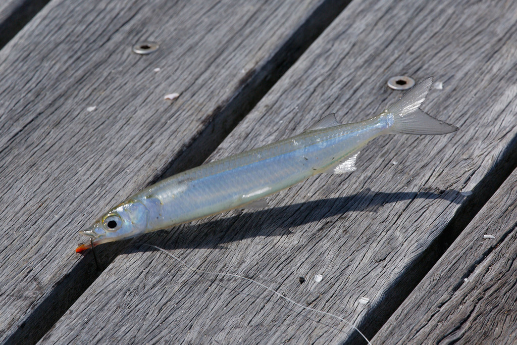 Northern Snub-Nosed Garfish