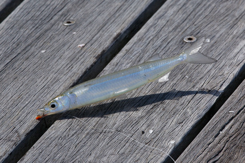 Snubnose Garfish