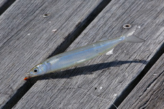 Northern Snub-Nosed Garfish photo 1