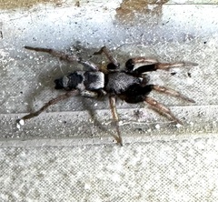 Sergiolus