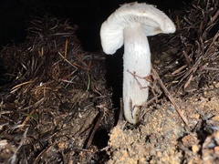 Tricholoma pardinum