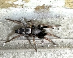 Sergiolus