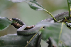 Chironius flavopictus