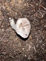 Tricholoma pardinum