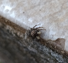 Sumampattus quinqueradiatus