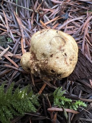 Truncocolumella citrina