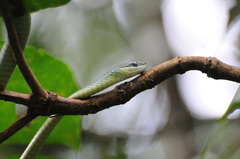 Chironius flavopictus