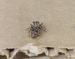 Sumampattus quinqueradiatus