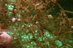 Okenia zoobotryon