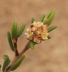 Spyridium mucronatum